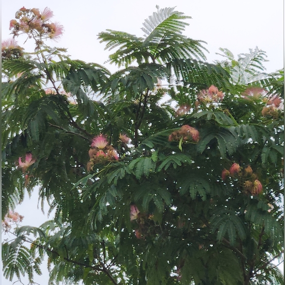 Meet your Posher, Kathy - Picture 3 of 12